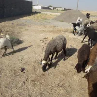 میش ابستن شاخی