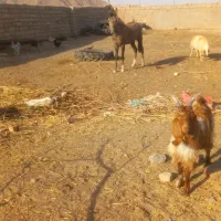 اسب|اسب و تجهیزات اسب‌سواری|گناباد, |دیوار