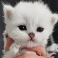 بریتیش چینچیلا