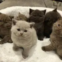 گربه جهت جفت گیری