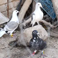 جوجه پلاکی|پرنده|داراب, |دیوار