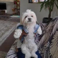 گمشده|حیوانات|شهرکرد, |دیوار