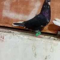 نر کوهی سیاه عتیقه نوک سفید|پرنده|اهواز, آریاشهر|دیوار