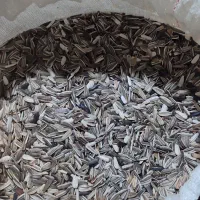 تخمه افتابگردان