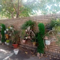 گل و گیاه آپارتمانی و ویلایی