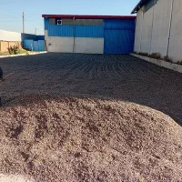 تخمه آفتابگردان دور سفید شمشیری