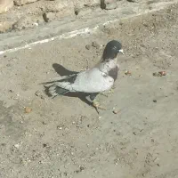 طاووسی طوق سفید