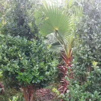 یاس هلندی زمینی|خدمات باغبانی و درختکاری|رودسر, |دیوار