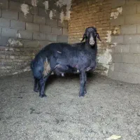 بره قوچ هترو قزل لخت