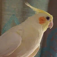 عروس هلندی ماده. اماده جفت گیری
