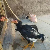 جوجه خروس لاری