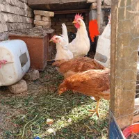 دوتک ، مرغ وخروس