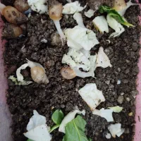 حلزون کلاژن ساز