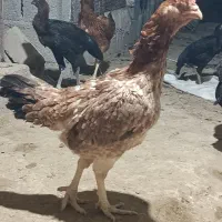 خروس مرغ و جوجه|حیوانات مزرعه|بندر دیر, |دیوار