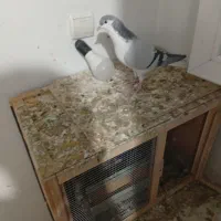 کفتر چادری چپ|پرنده|ری, علایین|دیوار