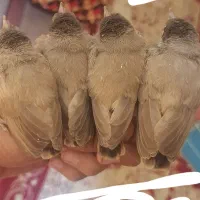 مرغ