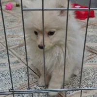 واگذاری پامر اشپیتز نر بخاطر مهاجرت.فوری|سگ|شاهینشهر, حافظ شمالی|دیوار