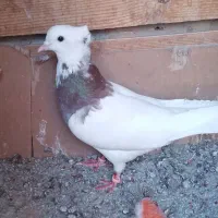 کفتر طوقی نر