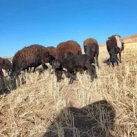 ۱۱عددگوسفند جوان باردار هستن دوتاش زایده|حیوانات مزرعه|ایجرود, |دیوار