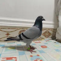 نر نشسته