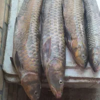 ماهی|ماهی|شوشتر, |دیوار