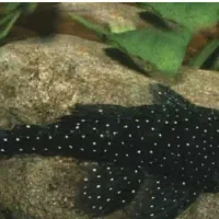 ماهی لجن خوار