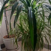 گل به همراه گلدان (آگاو، پاندانوس)|گل و گیاه طبیعی|اصفهان, جلالیه|دیوار