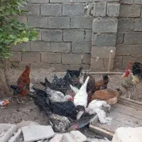 فروش مرغ محلی روستای دره لبک|حیوانات مزرعه|دهدشت, |دیوار