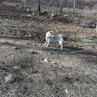 واگذاری سگ پاکوتاه|سگ|کرمانشاه, |دیوار