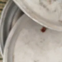 سینی نیکل. سالمن.