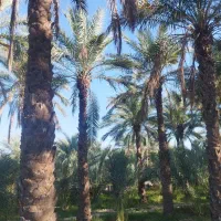 برش و قطع نخل به صورت حرفه ای|خدمات باغبانی و درختکاری|شیراز, شهرک ترکان|دیوار