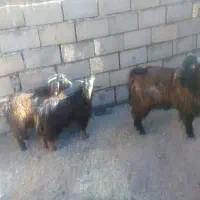 بزغاله نر و نربز