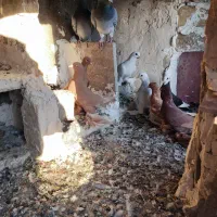 چند تا کبوتر|پرنده|اهر, |دیوار