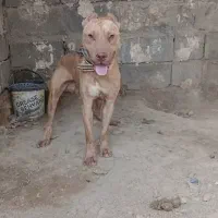 سگ پیتبول