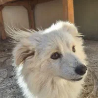 سگ پامر ، سگ پامر روباهی ، سگ ، سگ خونگی|سگ|تهران, قیطریه|دیوار