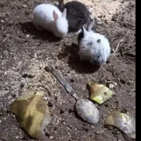 خرگوش حامله 50هزارتمن