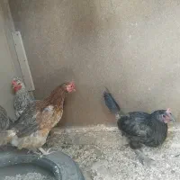 مرغ و بوقلمون