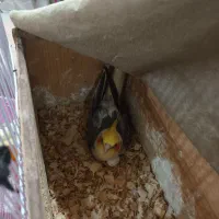 نرو ماده با یدونه بچه ۴۰ روزه و ۶ عدد تخم