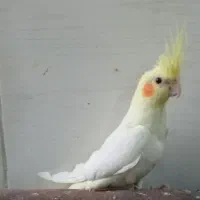 طوطی عروس هلندی