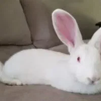 خرگوش سفید چشم شرابی