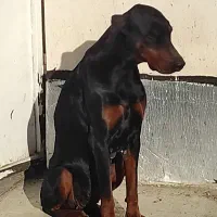 دوبرمن  آمریکایی|سگ|گنبد کاووس, |دیوار