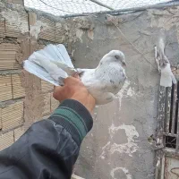 کفتر نر های نسل درست|پرنده|قم, زند آباد|دیوار