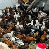 جوجه خروس و مرغ محلی|حیوانات مزرعه|جهرم, |دیوار