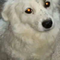 سگ پامر اشپیتز|سگ|فولادشهر, زاینده رود|دیوار