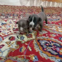 توله شیت زو فروشی قیمت 1500