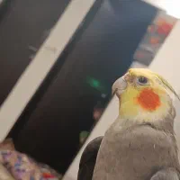 عروس هلندی|پرنده|تهران, قیطریه|دیوار