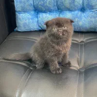 گربه اسکاتیش و بیریتیش