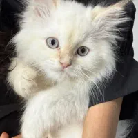 واگذاری گربه