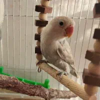 کوتوله بریزیلی