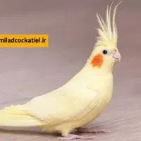 عروس هلندی گمشده